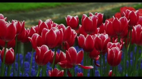Tulip Flowers in Spring Time Video stock 49404929