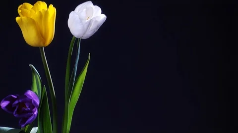 Tulip flowers in vase. Video stock 89660893