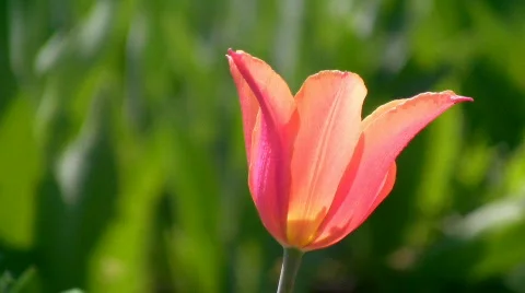Tulip Video stock 394397