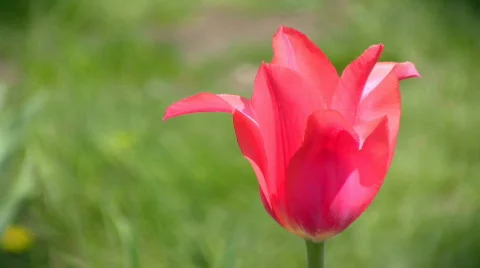 Tulip Video stock 396911
