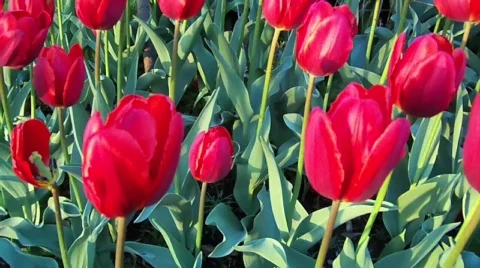 Tulip Stock Footage 400177