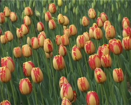 Tulip Stock Footage 506079