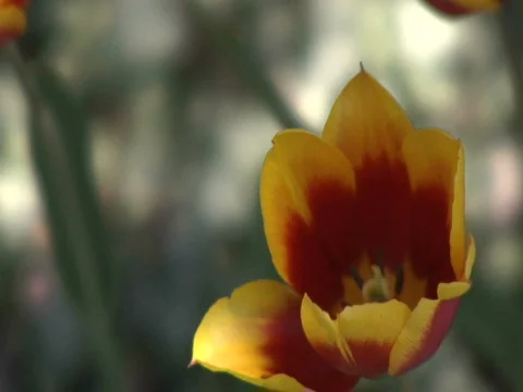 Tulip Stock Footage 838525