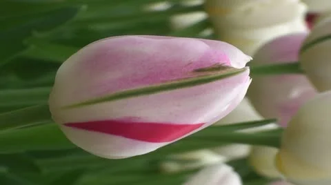 Tulip Stock Footage 10901711