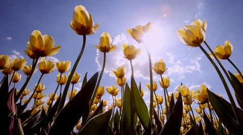 Tulip Stock Footage 23370319