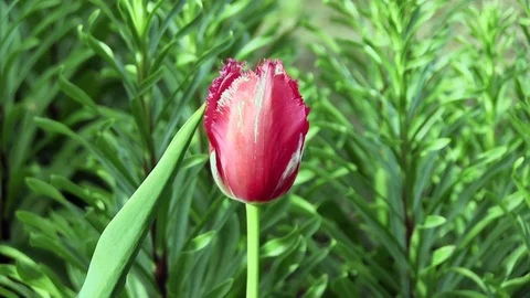 Tulip Stock Footage