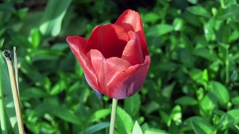 Tulip Stock Footage 75603003