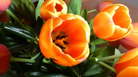 Tulip Video stock 104378296