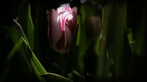 Tulip Video stock 153119455