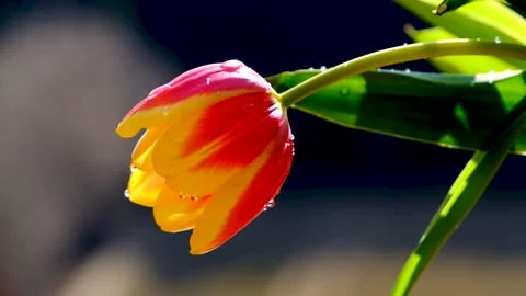 Tulip Stock Footage 233592332