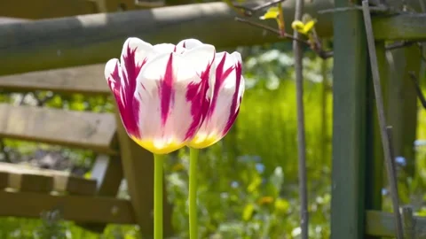 Tulip Video stock 240865550