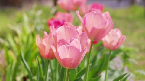 Tulip Stock Footage 319907434