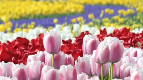 Tulip Video stock 330754260