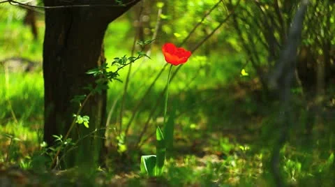 Tulip in the forest Video stock 10908548