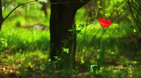 Tulip in the forest Stock-Footage 10908549