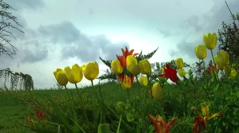 Tulip garden cloud Stock Footage 4685154