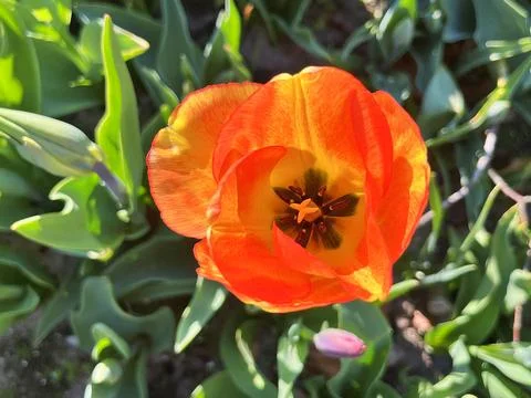 Tulip in the garden during spring in Herning Stock Photos