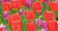 Tulip Garden HD Footage