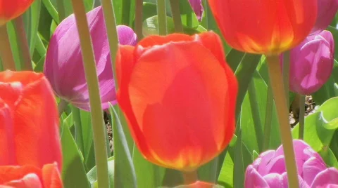 Tulip Garden Stock Footage 137256