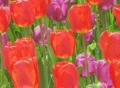 Tulip Garden Footage