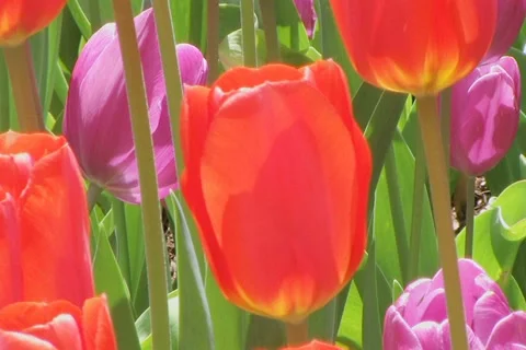 Tulip Garden Video stock 2769929