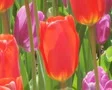 Tulip Garden SD Footage