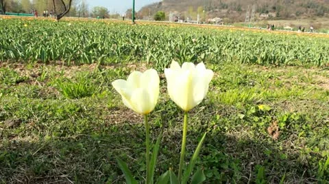 Tulip Garden Stock Footage 22429174