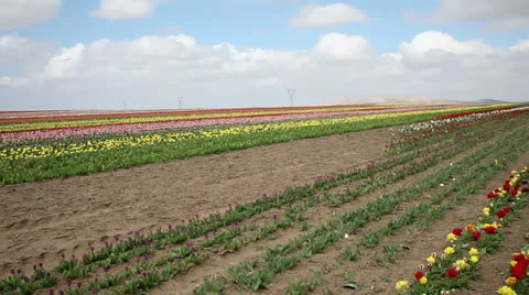 Tulip garden Stock Footage 25304819