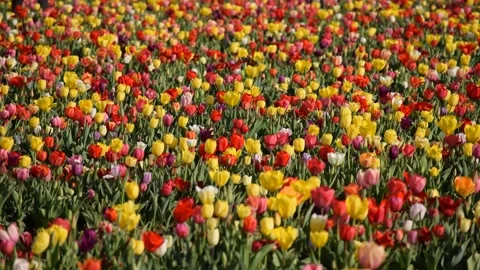 Tulip Garden Video stock 179571933