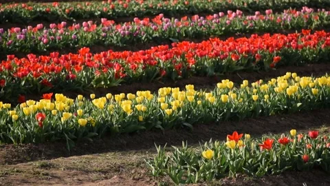 Tulip Garden Video stock 179572014