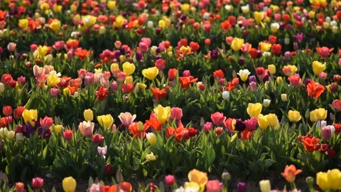 Tulip Garden Video stock 179572016