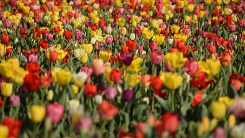 Tulip Garden Video stock 179572204