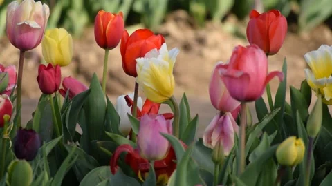 Tulip Garden Video stock 179572210