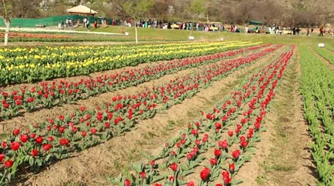 Tulip Garden In Kashmir Stock Footage 22429243
