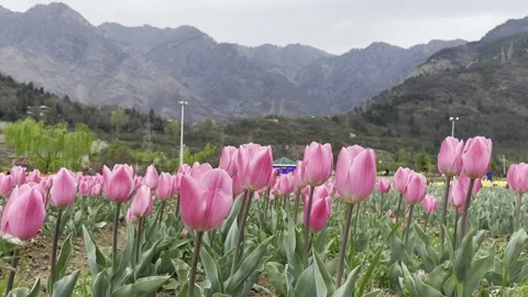 Tulip Garden Kashmir Stock Footage 237587677