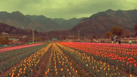 Tulip Garden at Kashmir.  It is the largest tulip garden in Asia spread ove.. Stock Footage 237586703
