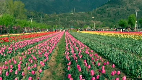 Tulip garden Kashmir.  It is the largest tulip garden in Asia spread over a.. Stock Footage 237587573