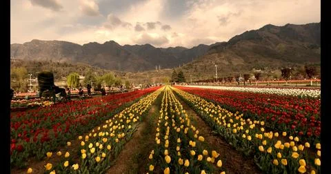 Tulip Garden kashmir Stock Photos