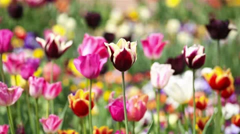 Tulip in garden moving in wind Video stock 24691903