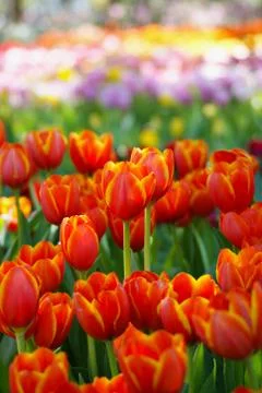 Tulip garden Stock Photos