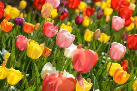 Tulip garden Stock-Fotos