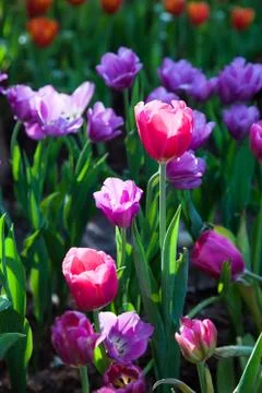 Tulip garden Stock Photos