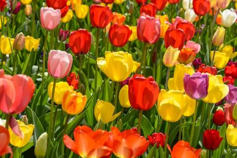 Tulip garden Foto stock