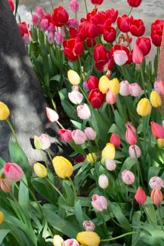 Tulip Garden Stock Photos