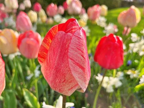 Tulip in garden Stock Photos