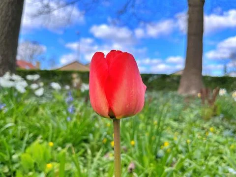 Tulip in garden Stock Photos