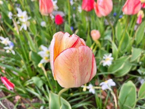 Tulip in garden Stock Photos