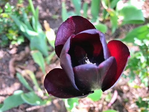 Tulip in garden Stock Photos
