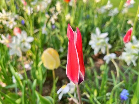 Tulip in garden Stock Photos
