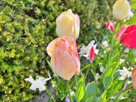 Tulip in garden Stock Photos
